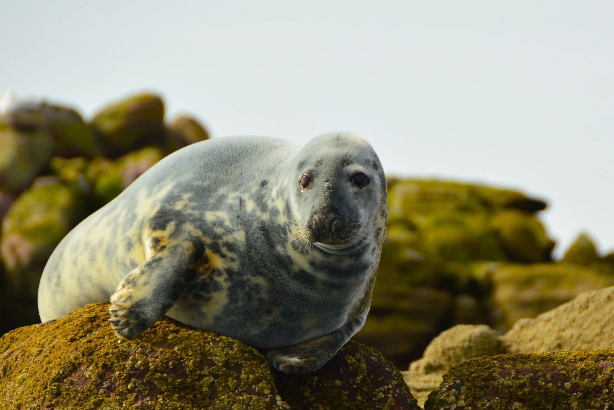 Scotland Itinerary 10 days: The Scottish Highlands for Boutique Hotel Lovers 13 up close of a seal sitting on rocks