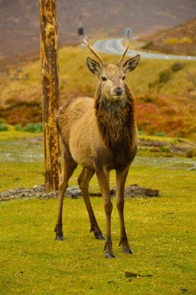 scotland-highlands-tour scotland-highlands-tour