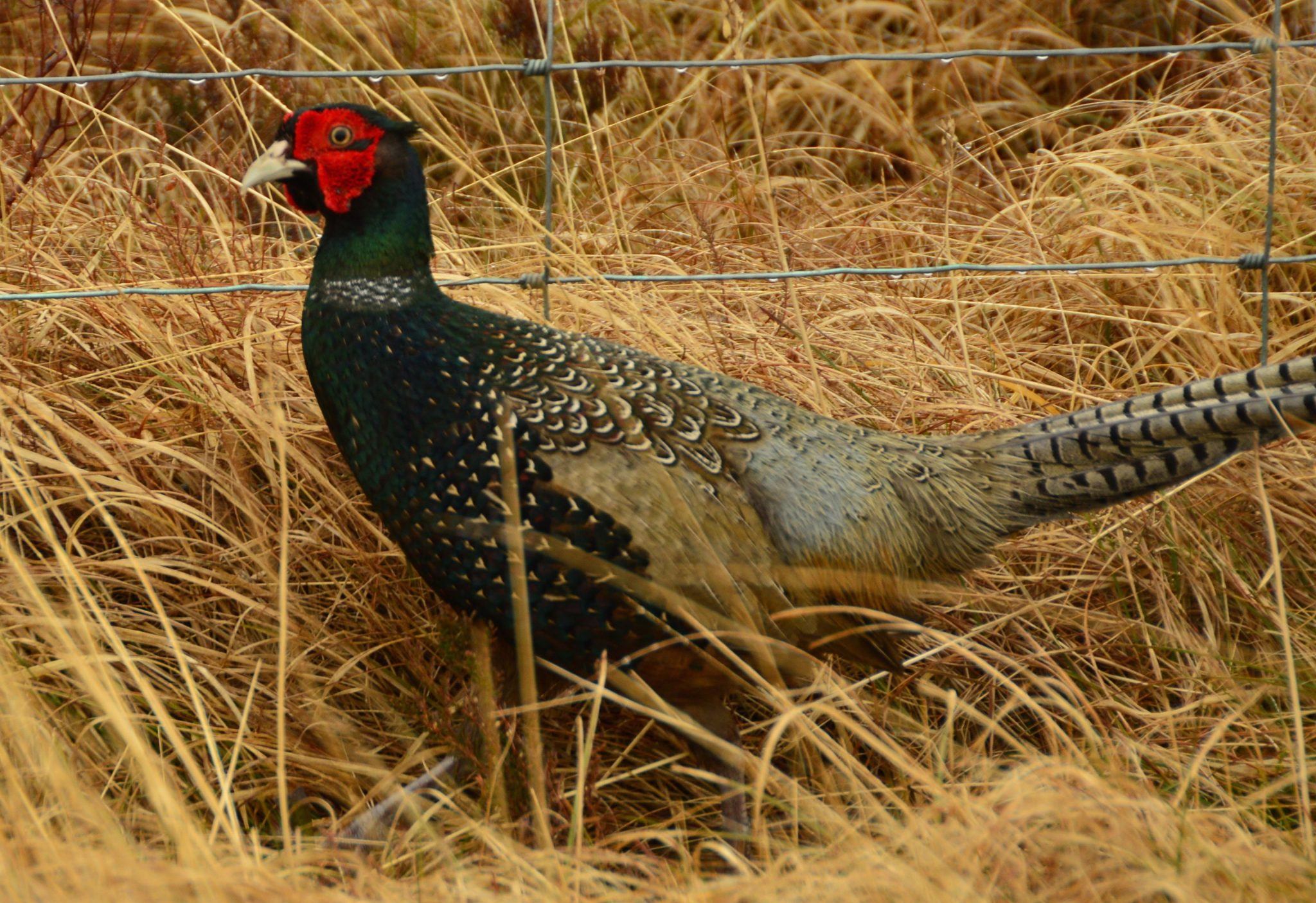 Scotland Itinerary 7 Days: Edinburgh, Glasgow, Isle of Skye 1 Pheasant bird in hay in Scotland