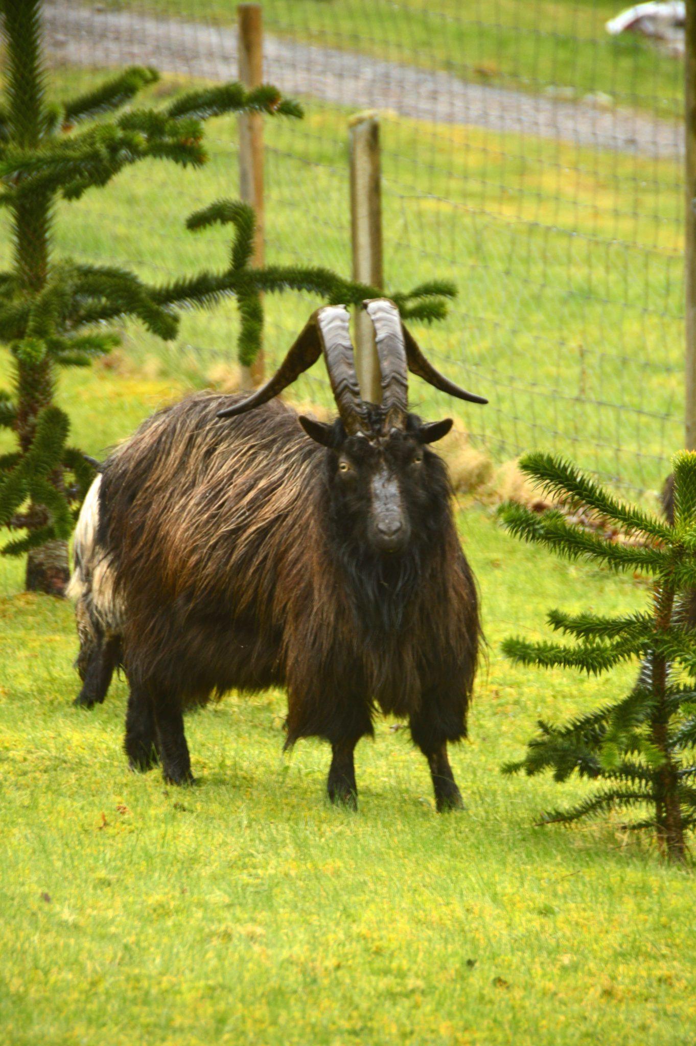 Scotland Itinerary 7 Days: Edinburgh, Glasgow, Isle of Skye 20 Scottish male goat