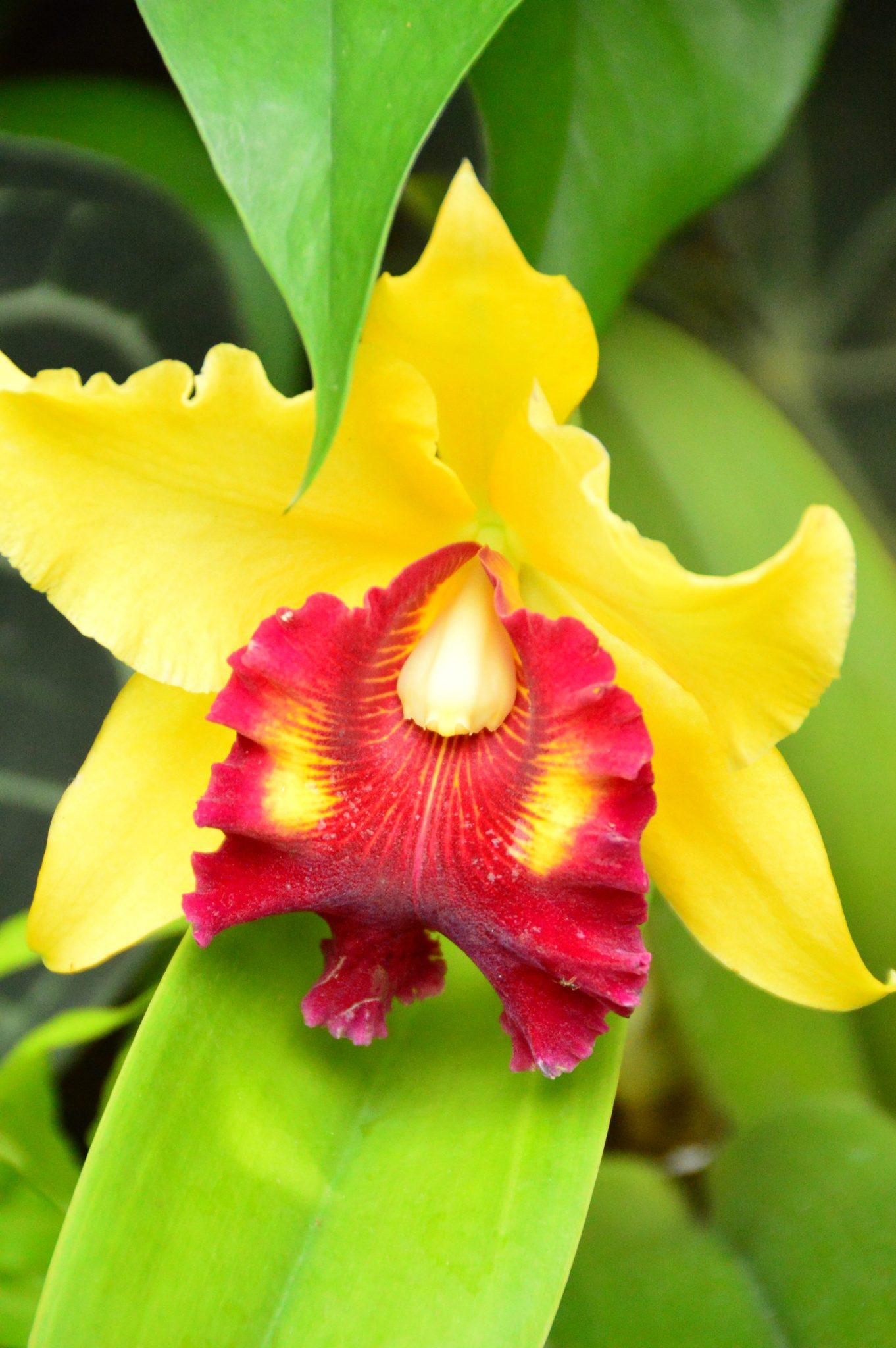One Day in Singapore: Hidden Gems & Classics 17 yellow and red orchid in the singapore botanic gardens
