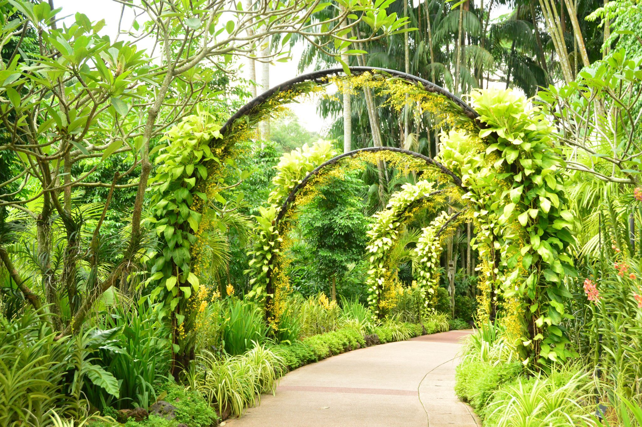 National Orchid Garden in the Singapore Botanic Gardens