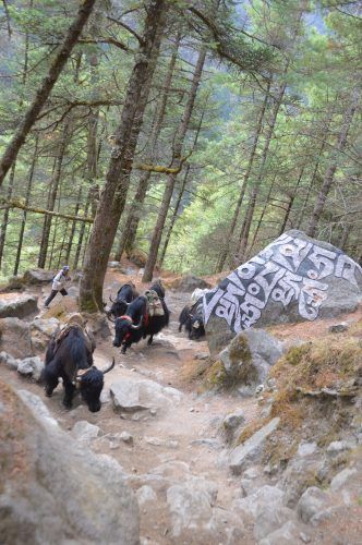 yaks trekking past trees and rock with nepalese writing yaks trekking past trees and rock with nepalese writing