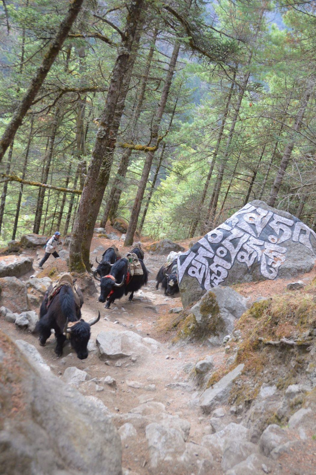 yaks trekking past trees and rock with nepalese writing