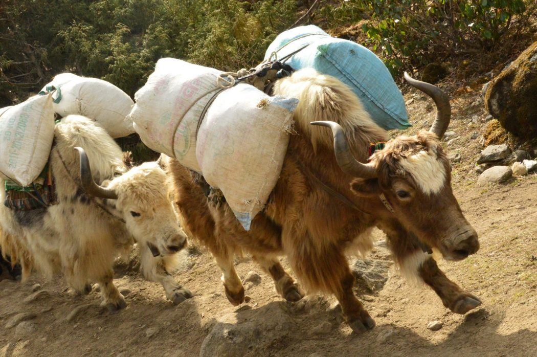 yaks carrying sacks on the everest base camp trek