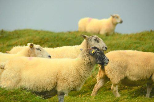 multiple sheep on grass dingle peninsula ireland multiple sheep on grass dingle peninsula ireland