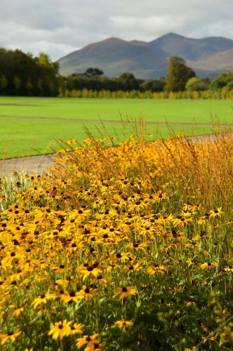 yellow flowers in the garden at killarney house killarney ireland yellow flowers in the garden at killarney house killarney ireland