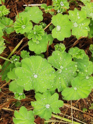 close up of leaves with raindrops monart spa ireland close up of leaves with raindrops monart spa ireland
