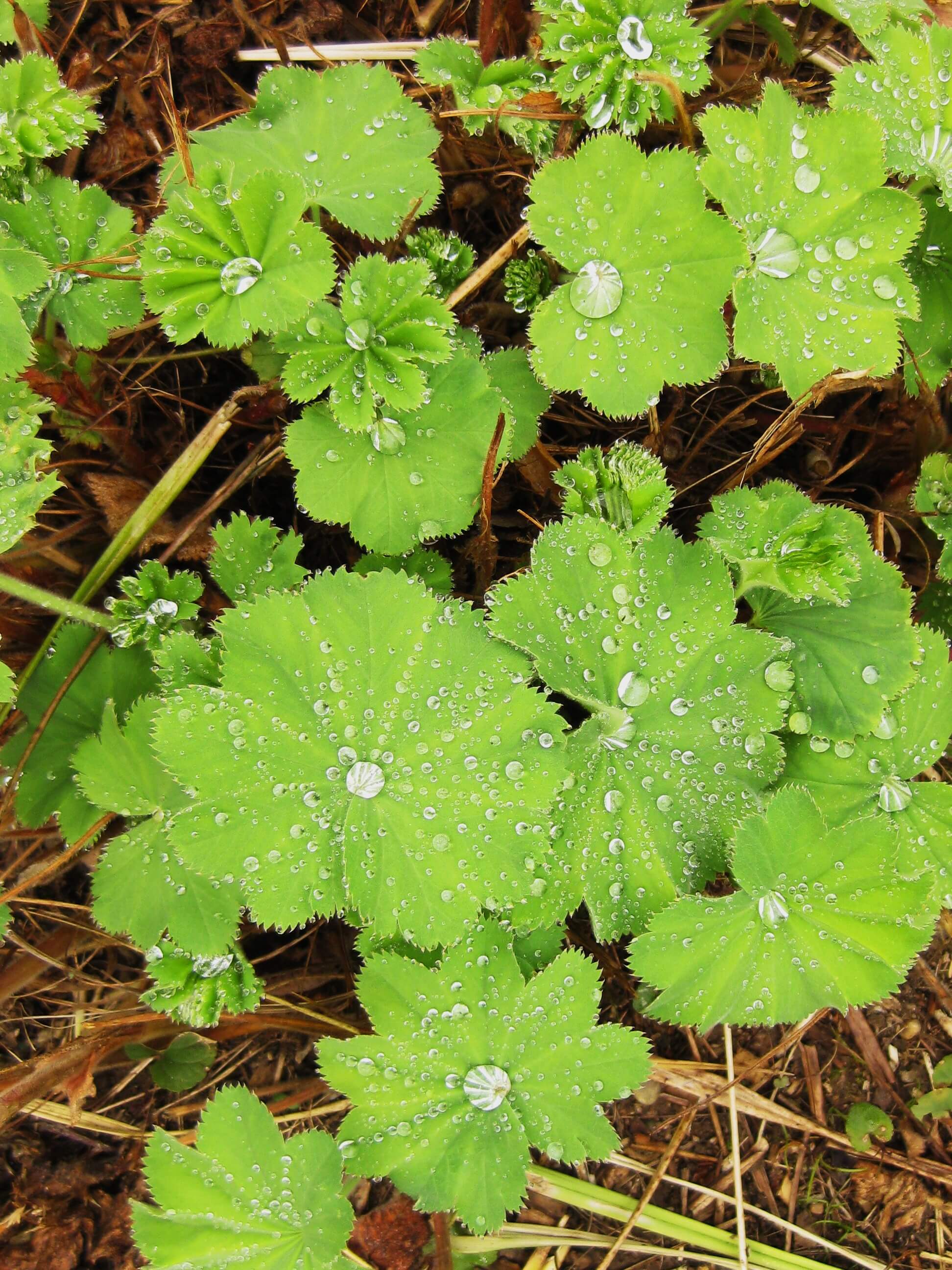 Monart Spa Ireland Review 12 close up of leaves with raindrops monart spa ireland