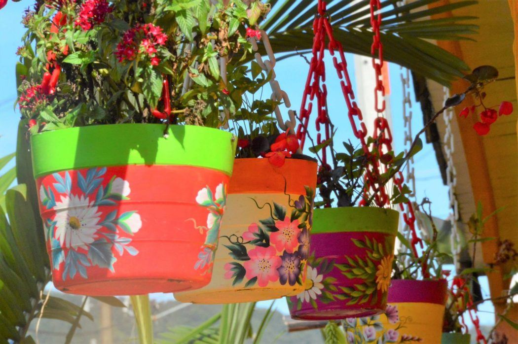 colourful floral pot plants in guatape