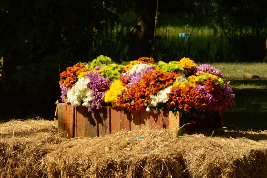 flores numa caixa de madeira sobre feno