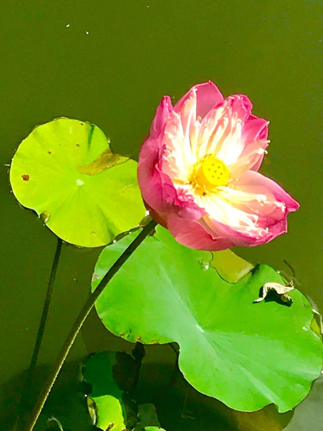 Kamalaya Thailand – Is this the Best Spa in Thailand? 42 pink flower and lily pad up close