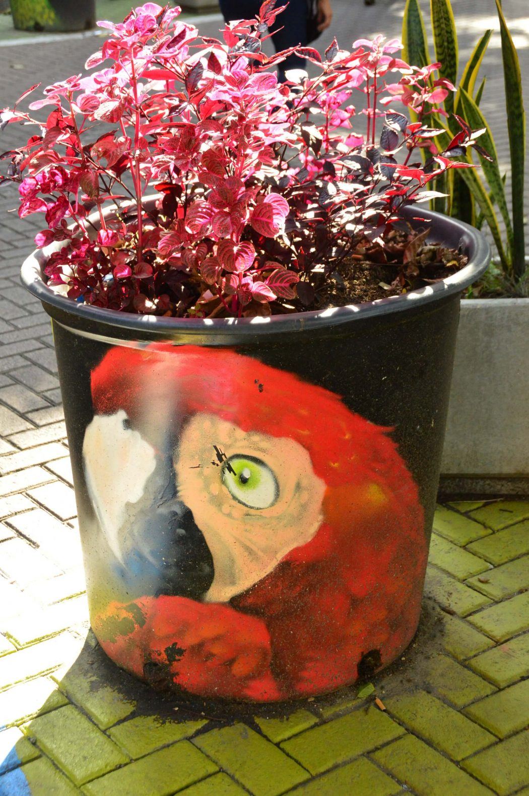 18 Fantastic Things to do in Medellin 29 black pot with orange parrot and pink plant inside