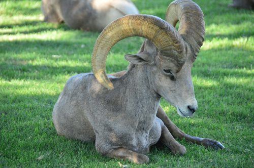 animals in las vegas