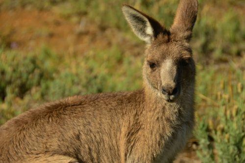 kangaroo valley getaways