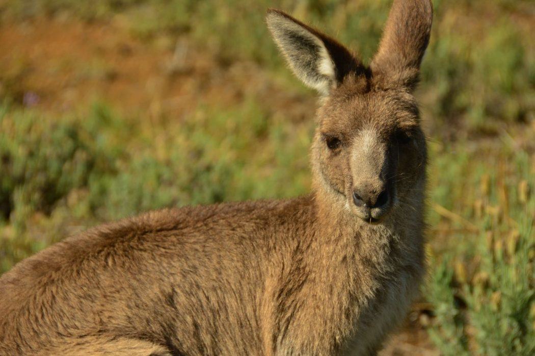 10 Best Weekend Getaways From Sydney for Boutique Hotel Lovers 26 close up of a kangaroo