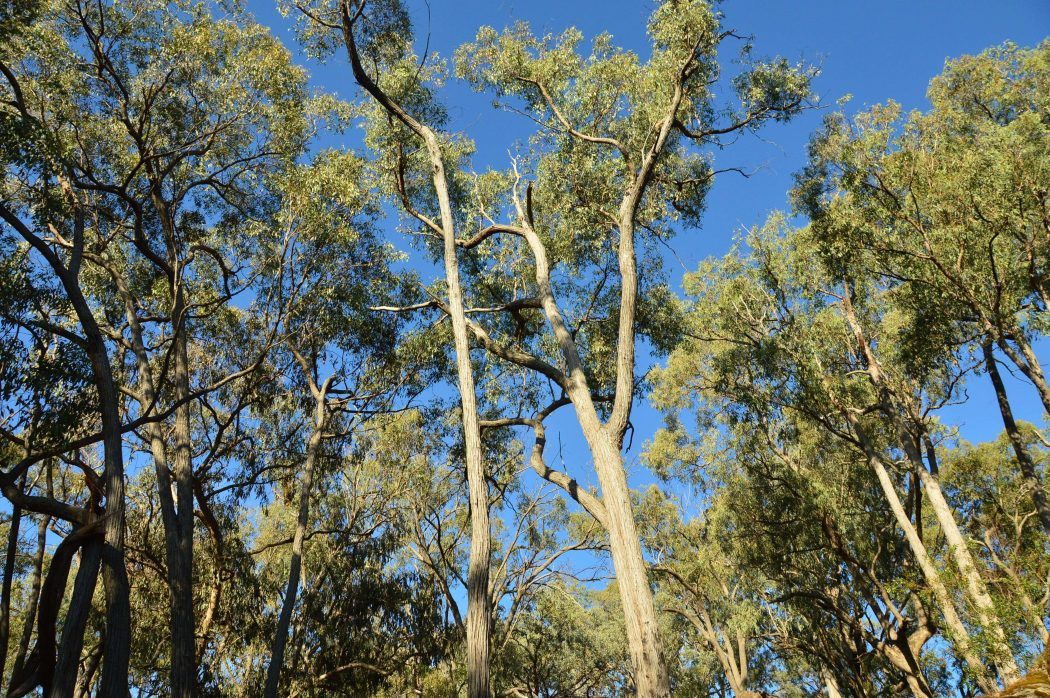 10 Best Weekend Getaways From Sydney for Boutique Hotel Lovers 23 gum trees near the golden door spa NSW