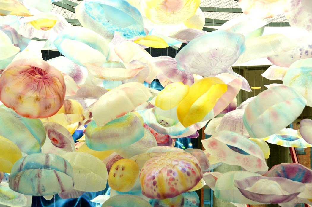 jelly fish display at Baltimore National Aquarium