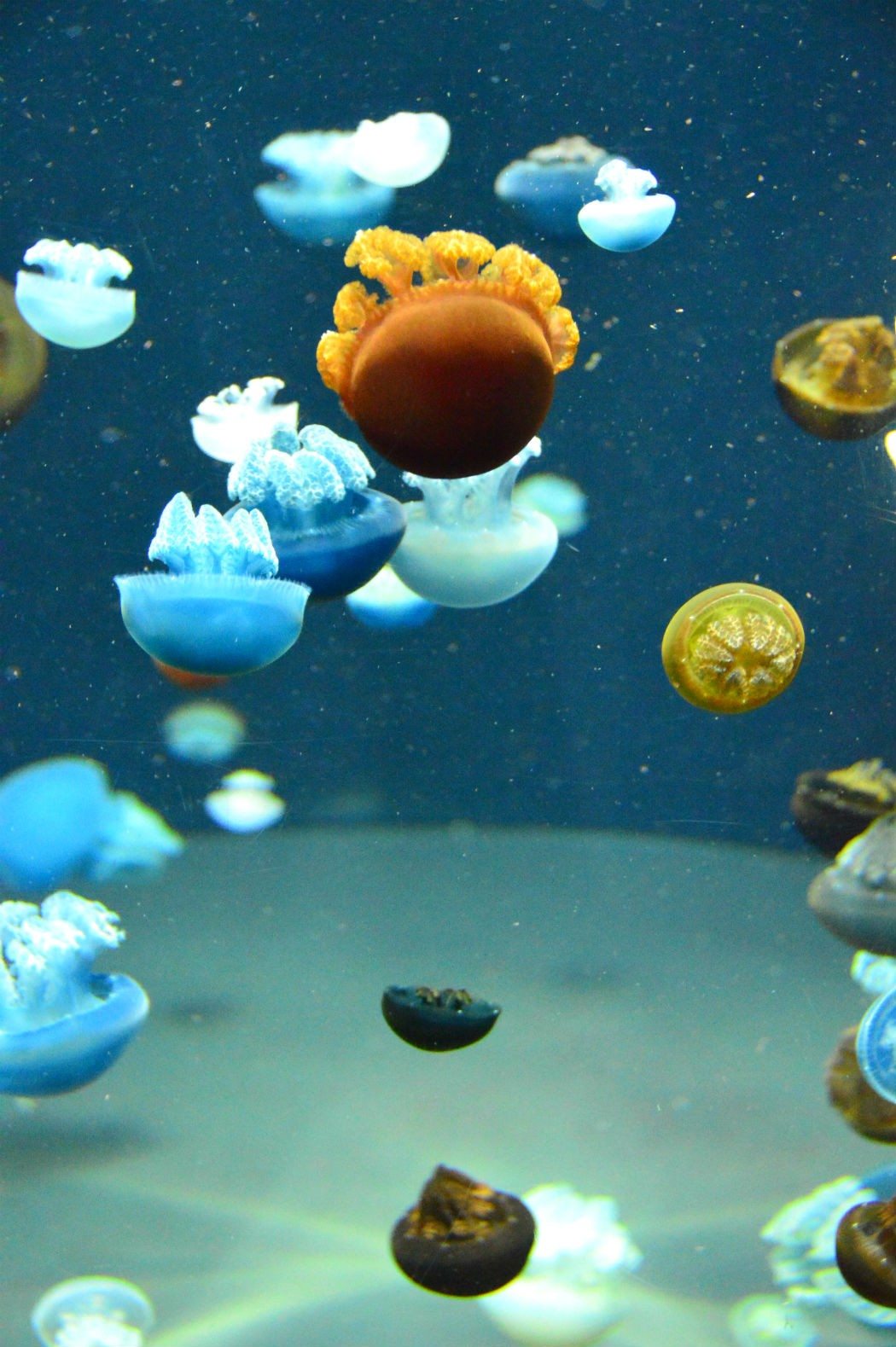 10 Baltimore Attractions Not to Miss 16 national aquarium star fish