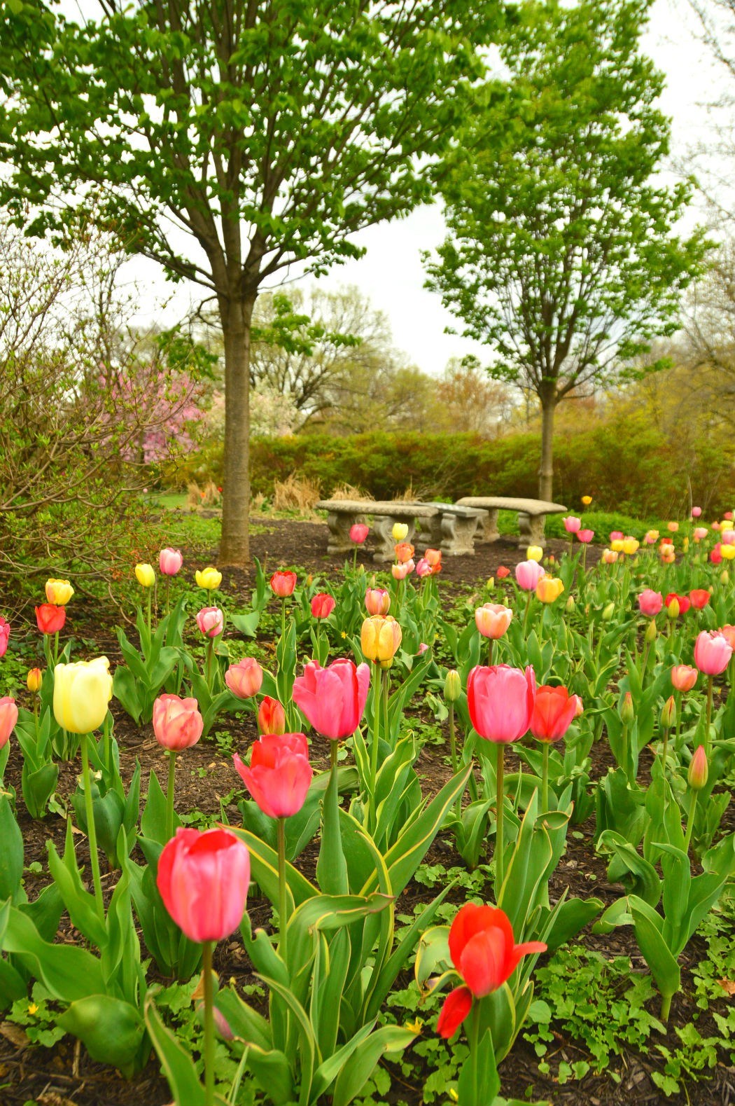 sherwood gardens colourful tulips in bloom