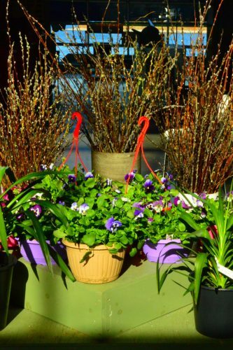 flowers at farmers market