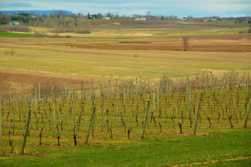 9 Best Wolfville Wineries (2022) You Won't Want to Miss 18 Wolfville vineyards