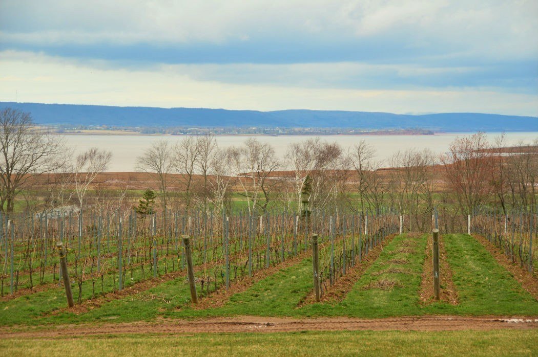25 Fun Things to do in Halifax (2022) You Won't Want to Miss 26 vineyards in wolfville nova scotia