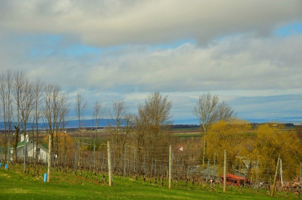 9 Best Wolfville Wineries (2022) You Won't Want to Miss 15 wolfville vineyards and fence
