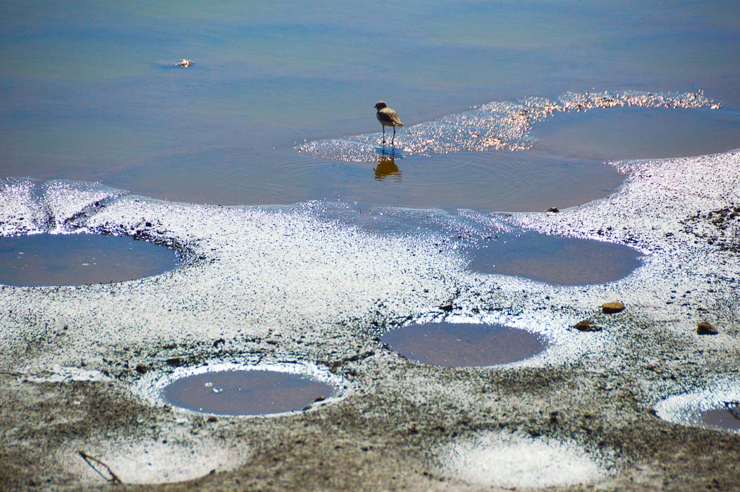small pools of water and a bird on the waters of the maspalomas dunes Gran Canaria