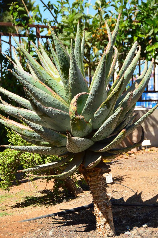 cactus in Maspalomas Gran Canaria