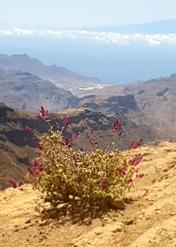 20 Best Gran Canaria Excursions - Great Tours & Day Trips for Adults 11 Purple wildflowers on Gran Canaria with mountains in the background