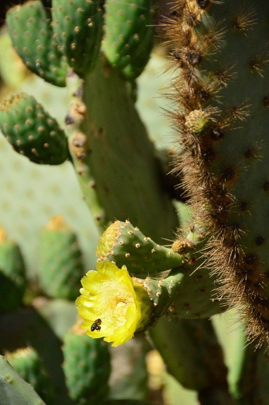 cactus flower up close in maspalomas gran canaria