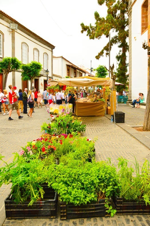 7 Best Gran Canaria Markets You Won't Want to Miss 4 Plants and herbs for sale at Teror Market