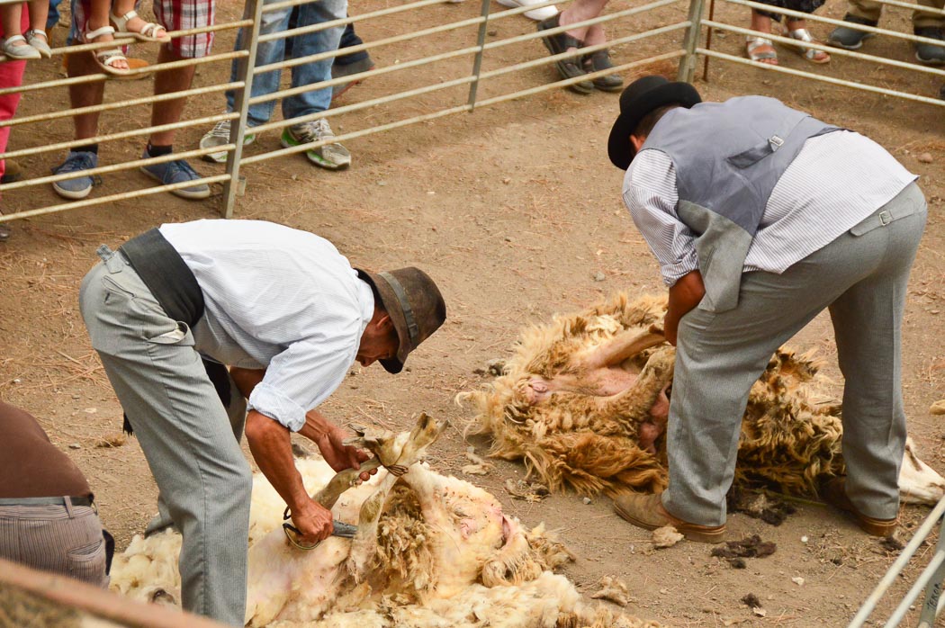7 Best Gran Canaria Markets You Won't Want to Miss 3 Two men sheering two sheep at the Teror market Gran Canaria