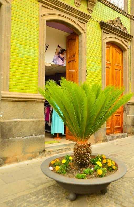 7 Best Gran Canaria Markets You Won't Want to Miss 13 Palm on display in front of a shop