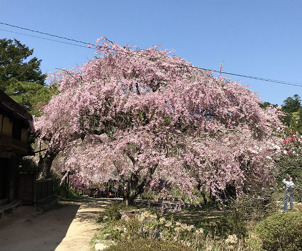 Nakasendo Trail and What to Expect at a Japanese Ryokan 10 cherry blossom tree in japan