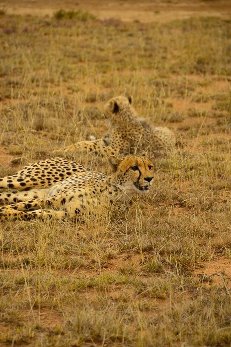 Travel Expert Packing List for Safari 21 one cheetah looking forward and the back of another cheetah lying in the brush