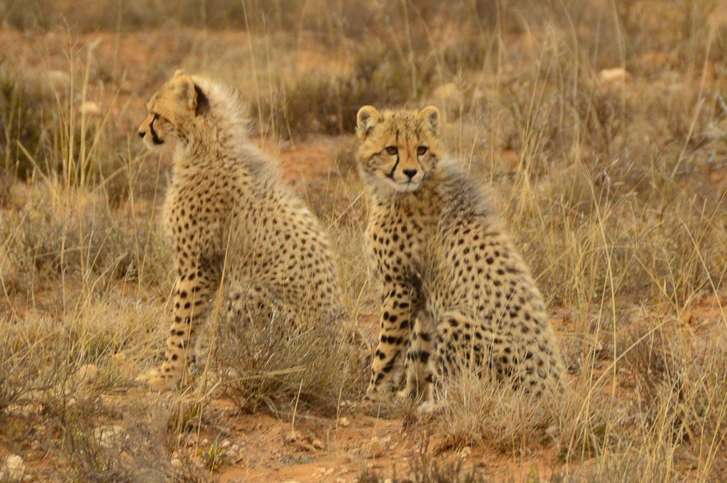 Travel Expert Packing List for Safari 12 two cheetah cubs on the savanah