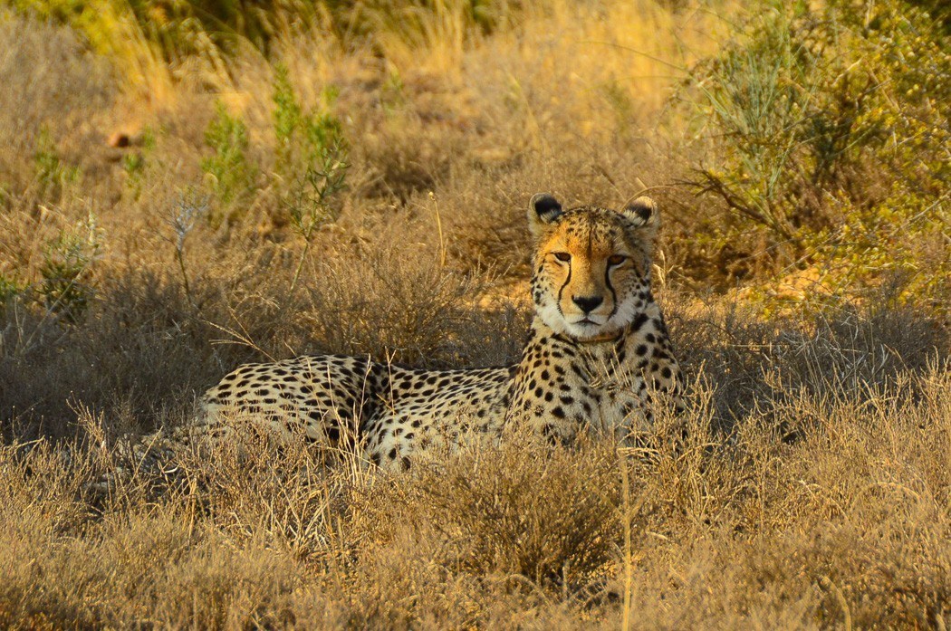 cheetah sitting down in the brush