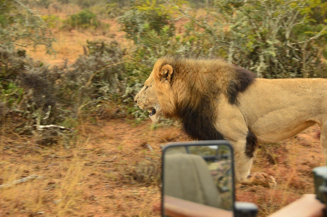 male lion walks past a vehicle in africa
