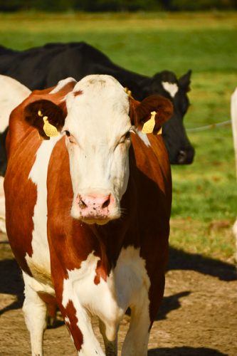 Devon Cow