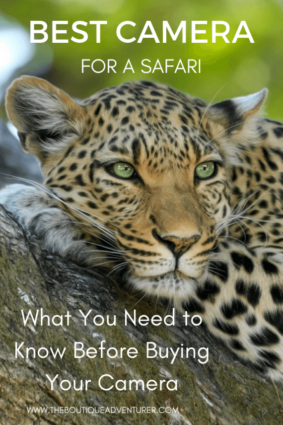 7 Best Camera for Safari Options (2022) Safari Phone Photography Guide