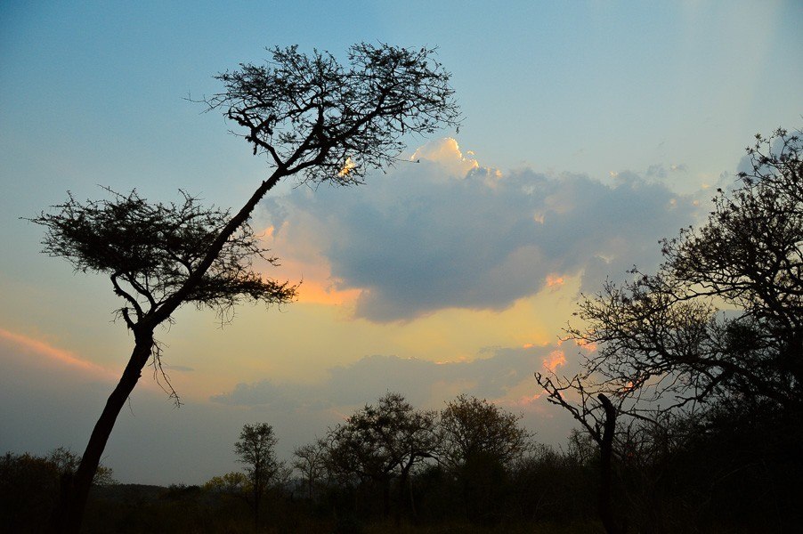 7 Best Camera for Safari Options (2022) & Safari Phone Photography Guide 6 sunset in africa with trees in silhouette