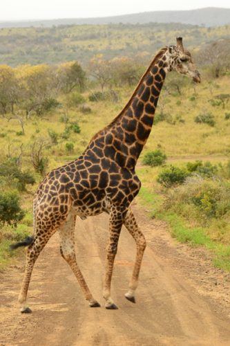 dslr camera for safari