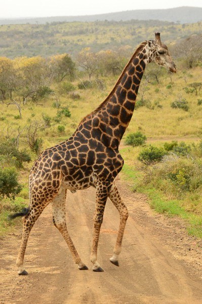 Giraffe walking across a dirt road in africa
