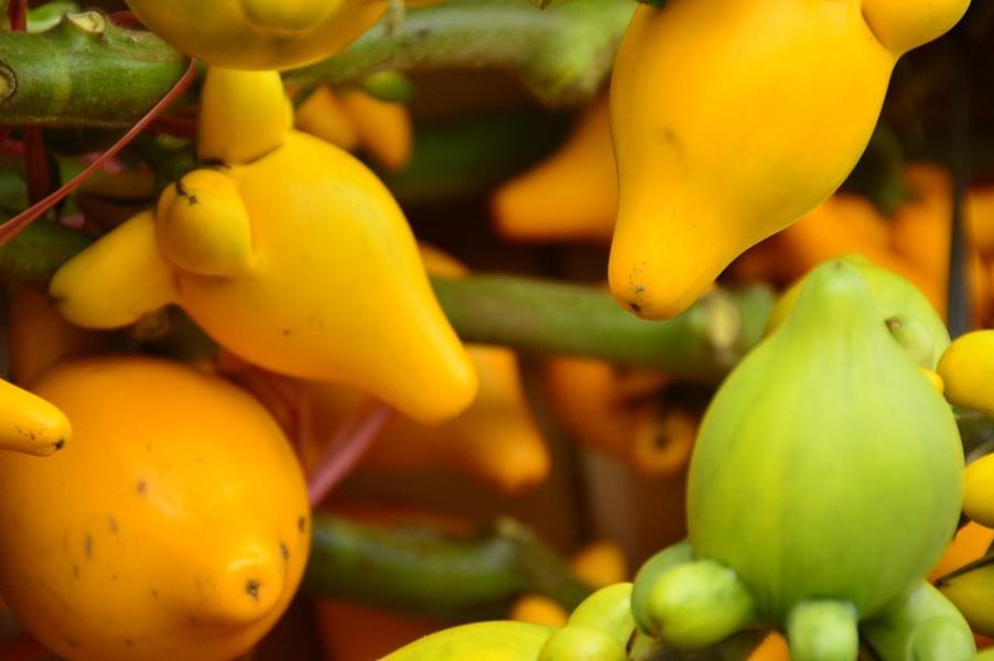 Hong Kong Travel Blog: Heading Off the Beaten Path 19 hong kong mongkok unusual shaped lemons and limes