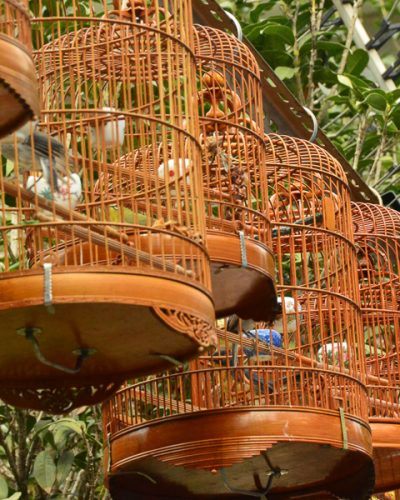 hong kong bird market
