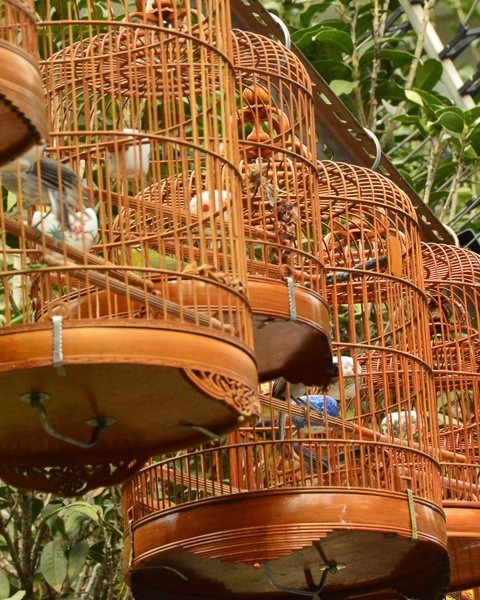 Hong Kong Travel Blog: Heading Off the Beaten Path 20 hong kong mongkok bird market bird cages