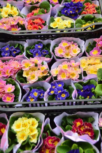 hong kong flower markets