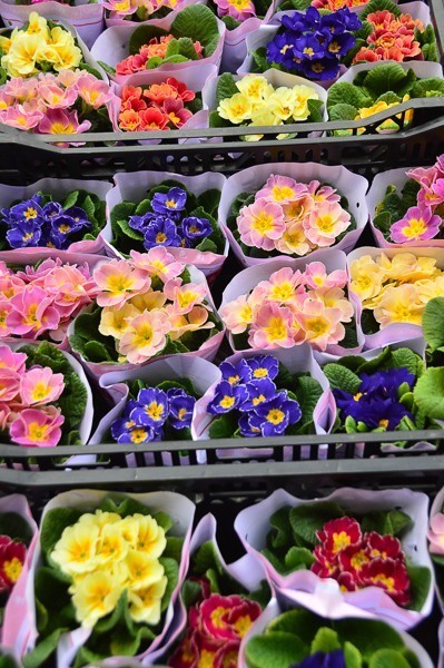 Hong Kong Travel Blog: Heading Off the Beaten Path 25 hong kong mongkok flower markets flowers